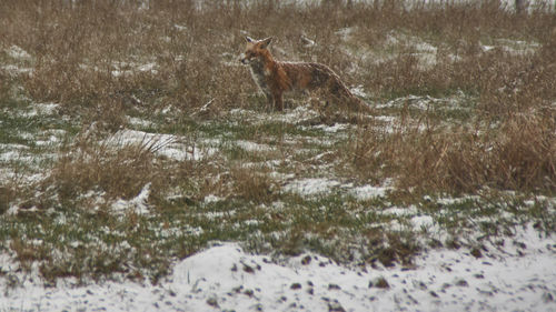View of an animal on snow covered land