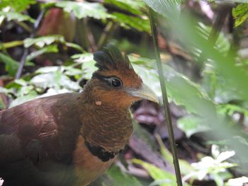 Close-up of a bird