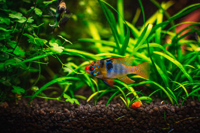 Close-up of bird on field