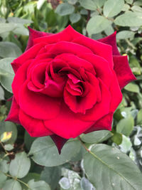 Close-up of red rose