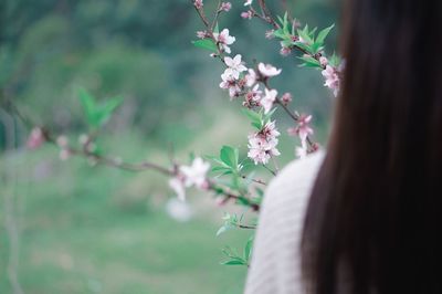 Close-up of flowers against blurred background