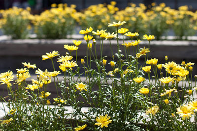 Yellow flowers blooming in garden