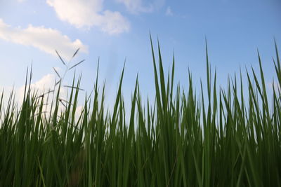Close-up of crops growing on field against sky