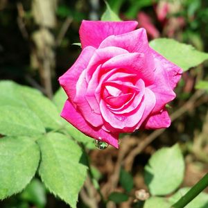 Close-up of pink rose