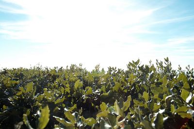 Low angle view of fresh green tree against sky