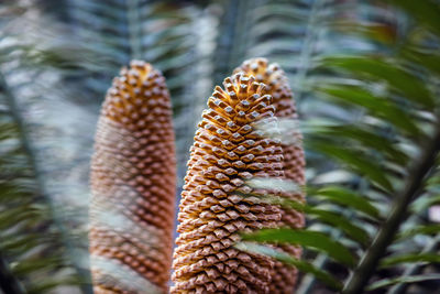 Close-up of fruit on plant