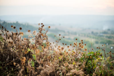 Close-up of plants growing on field against sky