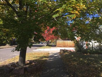 Trees in autumn