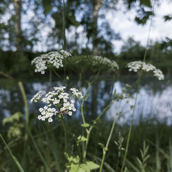 Close-up of white flowering plant on field