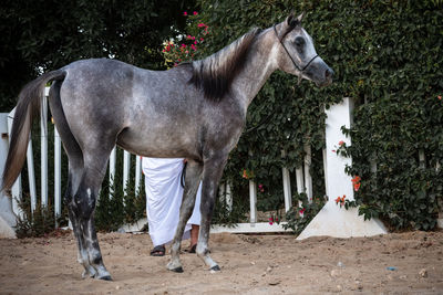View of a horse on field