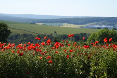 Red poppy flowers growing on field