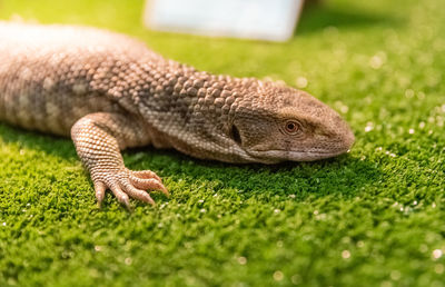 Close-up of a turtle on field