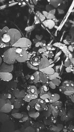 Close-up of raindrops on leaves