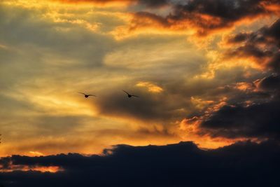 Low angle view of silhouette birds flying against orange sky