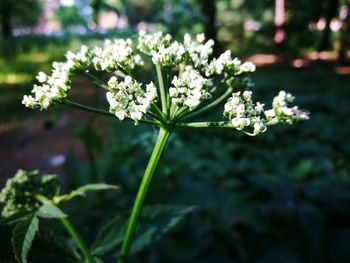 Close-up of flowers blooming outdoors