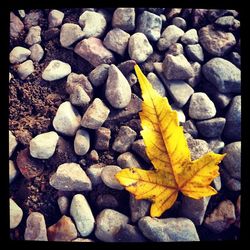 Leaves on stones