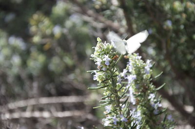 Close-up of honey bee on plant