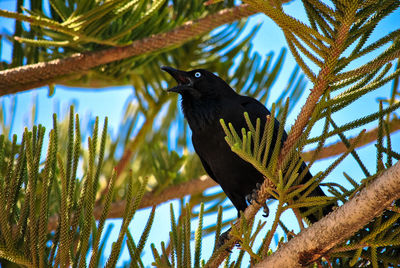 Funny face of torresian crow amazed by something.