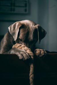 Close-up of dog relaxing on bed at home