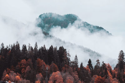 Low angle view of trees against sky during autumn