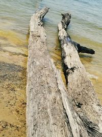 High angle view of driftwood on beach