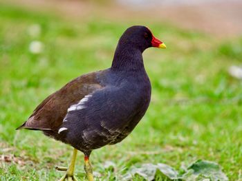 Close-up of a bird on field