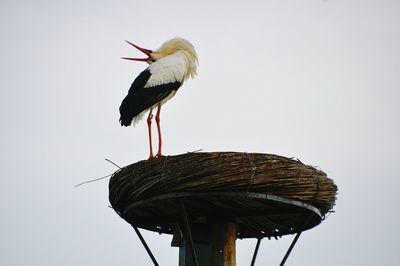 Low angle view of stork perching on nest against sky