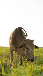 Horse grazing in a field