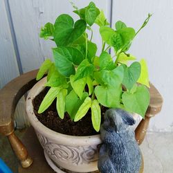 Plants growing in backyard