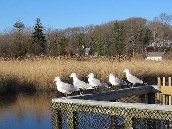 Birds perching on railing by lake against sky