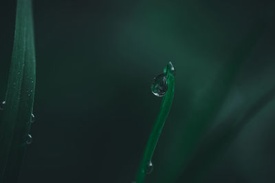 Close-up of raindrops on leaf