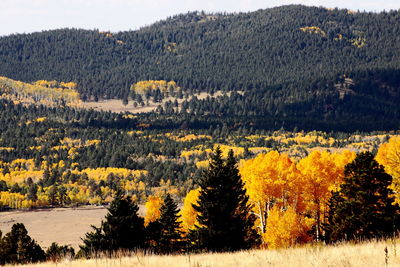 Pine trees in forest