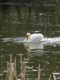 Close-up of swan swimming on lake