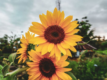 Close-up of sunflower on field against sky