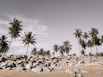 Coconut trees on beach against sky