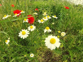 Close-up of flowers blooming in field