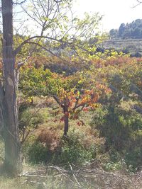 Plants growing on land