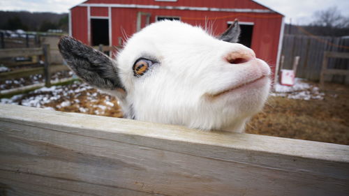 Close-up of kid goat at farm