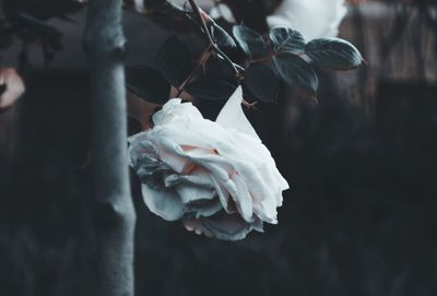 Close-up of white rose