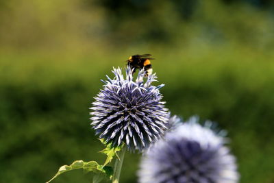 Close-up of bumble bee pollinating on flower