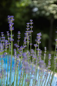 Close-up of purple flowering plants in garden with pool background