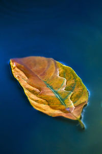 Close-up of dry leaf against blue background