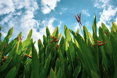 Low angle view of crops growing on field against sky