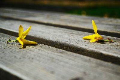 Close-up of yellow flower on table