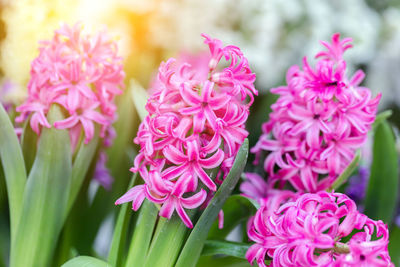 Close-up of pink flowering plant