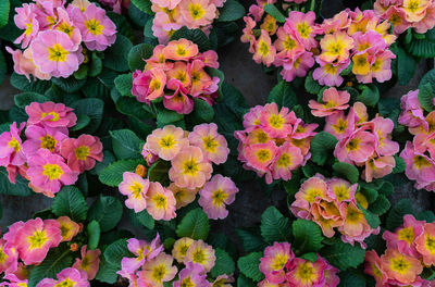 High angle view of pink flowering plants