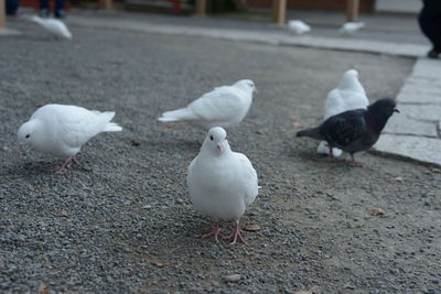 White birds on footpath