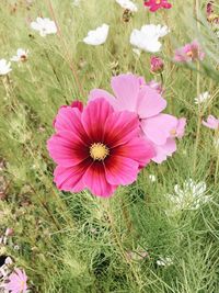 High angle view of pink cosmos flowers blooming on field