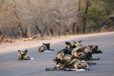 Wild dogs relaxing