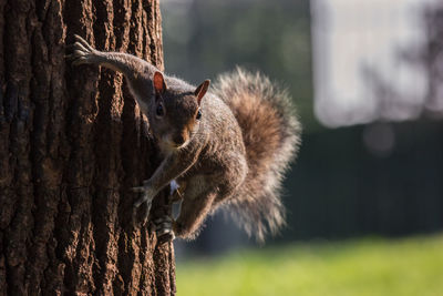 Close-up of squirrel on tree